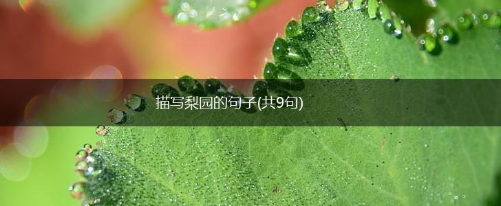 描写梨园的句子(共9句),第1张
