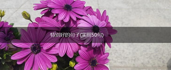 特别好的句子(实用50句),第1张