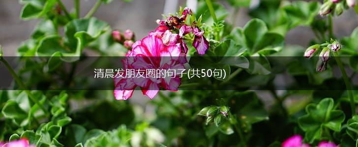 清晨发朋友圈的句子(共50句),第1张