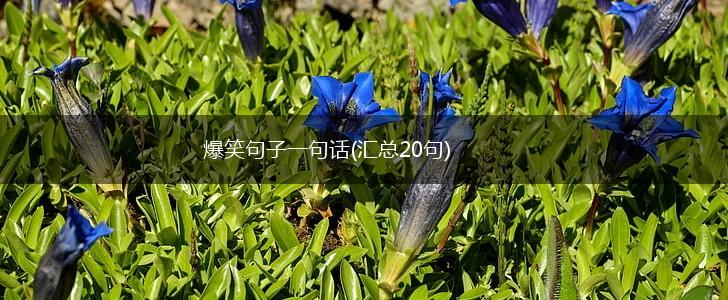 爆笑句子一句话(汇总20句),第1张