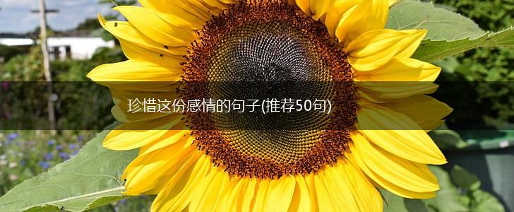珍惜这份感情的句子(推荐50句),第1张