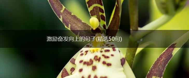 激励奋发向上的句子(精选50句),第1张