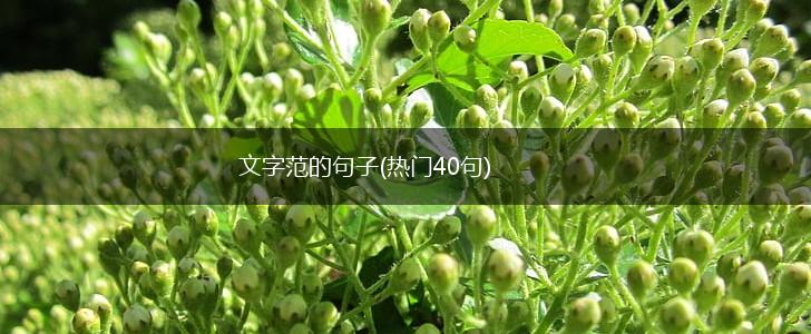 文字范的句子(热门40句),第1张