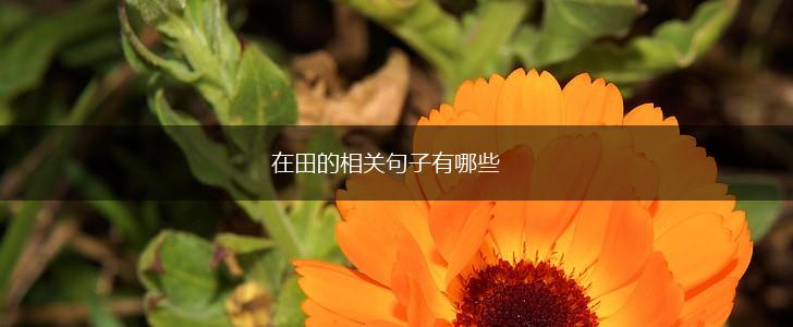 在田的相关句子有哪些,第1张