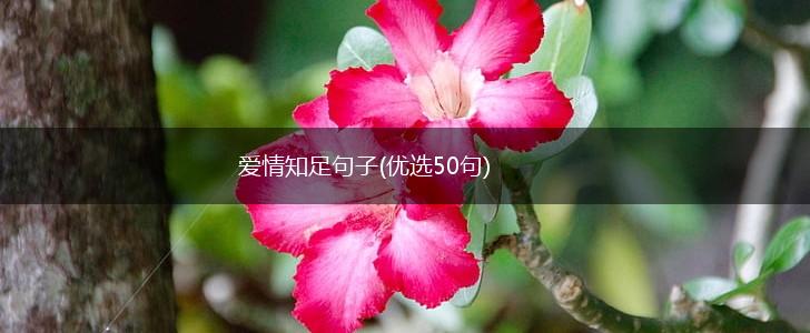 爱情知足句子(优选50句),第1张