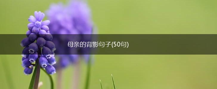 母亲的背影句子(50句),第1张