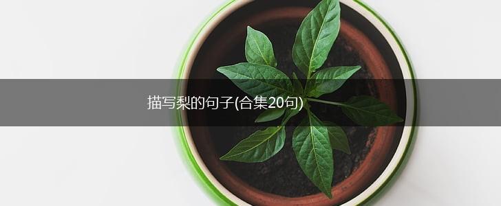描写梨的句子(合集20句),第1张