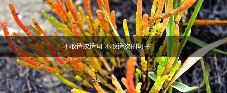 不敢造次造句 不敢造次的句子,第1张 不敢造次造句 不敢造次的句子,第1张