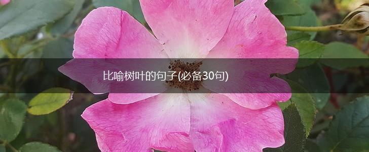 比喻树叶的句子(必备30句),第1张