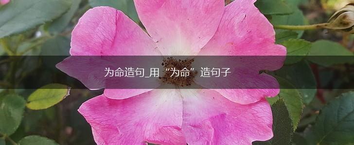 为命造句_用“为命”造句子,第1张 为命造句_用“为命”造句子,第1张