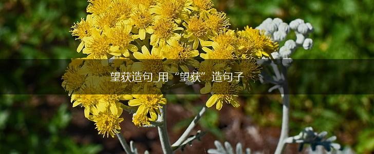 望获造句_用“望获”造句子,第1张 望获造句_用“望获”造句子,第1张