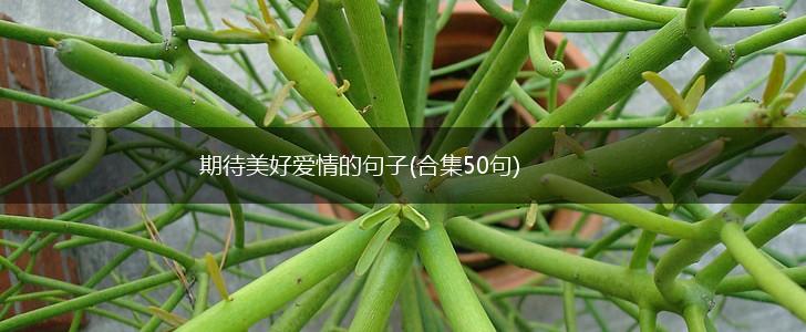 期待美好爱情的句子(合集50句),第1张