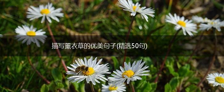 描写薰衣草的优美句子(精选50句),第1张