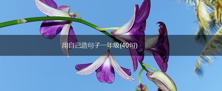 用自己造句子一年级(40句),第1张