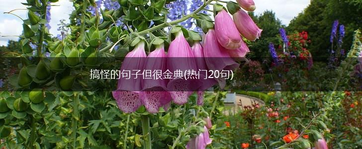 搞怪的句子但很金典(热门20句),第1张
