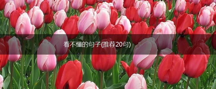 看不懂的句子(推荐20句),第1张