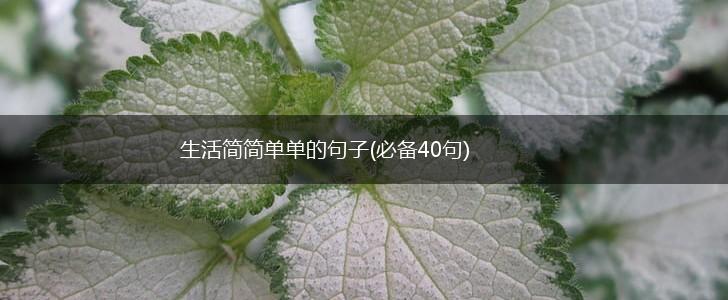 生活简简单单的句子(必备40句),第1张