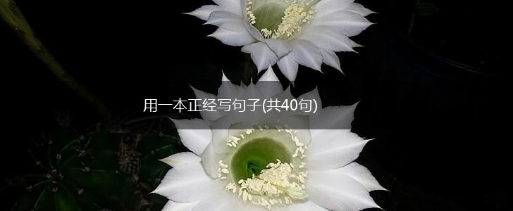 用一本正经写句子(共40句),第1张