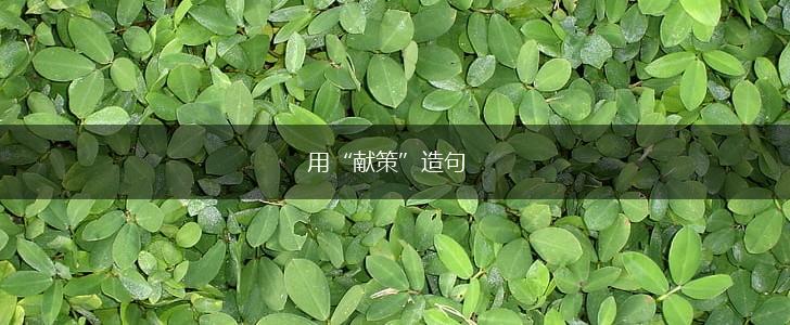 用“献策”造句,第1张