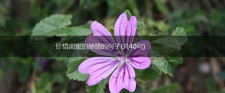 珍惜闺蜜的感情的句子(共40句),第1张