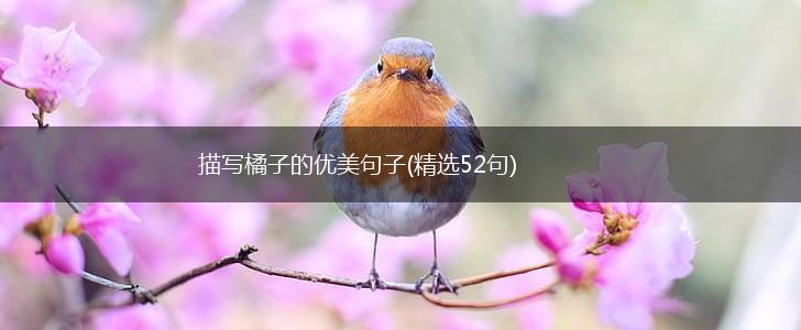 描写橘子的优美句子(精选52句),第1张