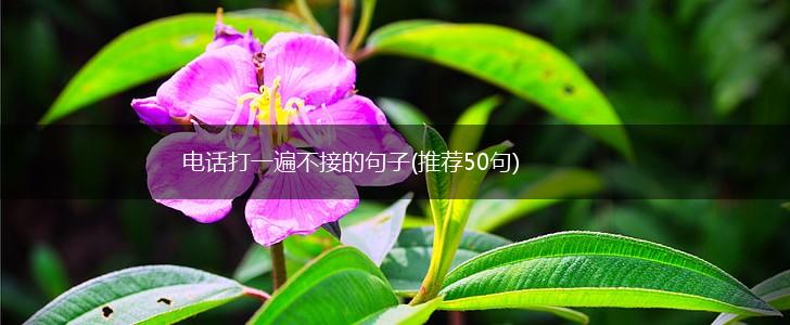 电话打一遍不接的句子(推荐50句),第1张