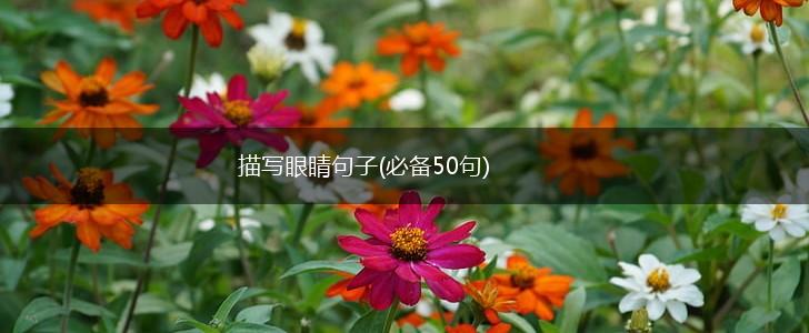 描写眼睛句子(必备50句),第1张