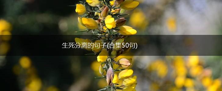 生死分离的句子(合集50句),第1张