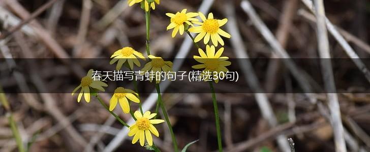 春天描写青蛙的句子(精选30句),第1张