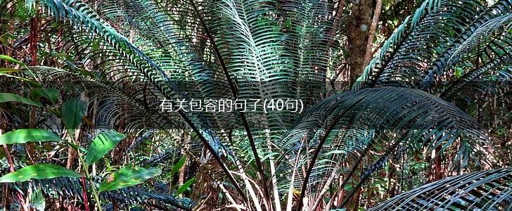 有关包容的句子(40句),第1张