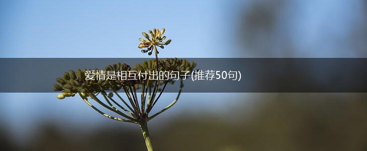 爱情是相互付出的句子(推荐50句),第1张