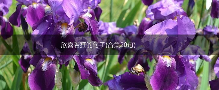 欣喜若狂的句子(合集20句),第1张
