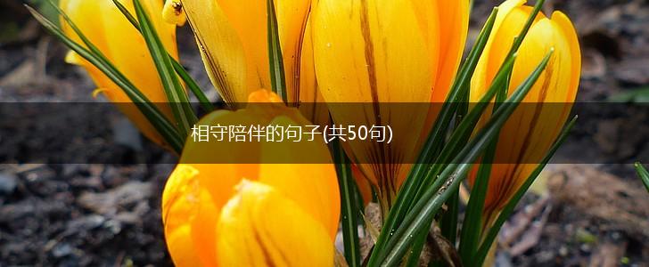 相守陪伴的句子(共50句),第1张