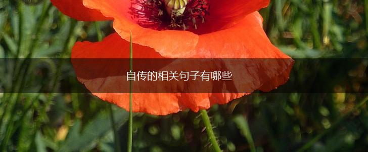 自传的相关句子有哪些,第1张