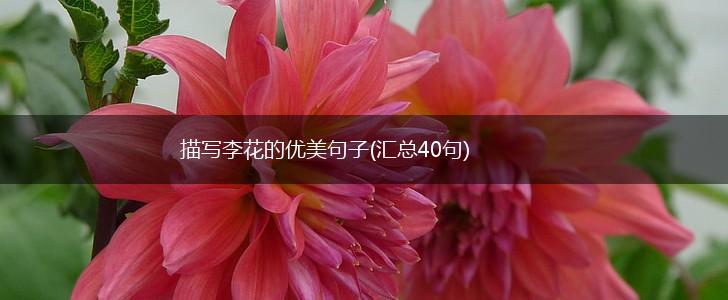 描写李花的优美句子(汇总40句),第1张