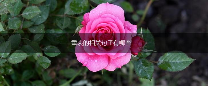 重表的相关句子有哪些,第1张 重表的相关句子有哪些,第1张