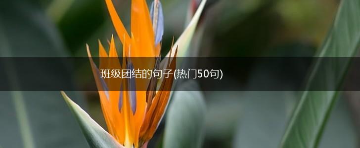 班级团结的句子(热门50句),第1张