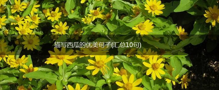 描写西瓜的优美句子(汇总10句),第1张