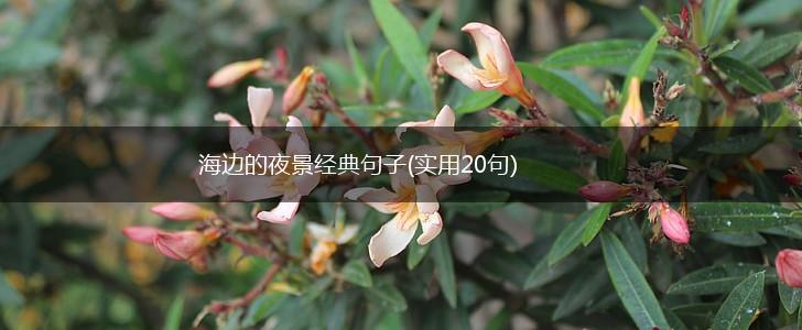 海边的夜景经典句子(实用20句),第1张
