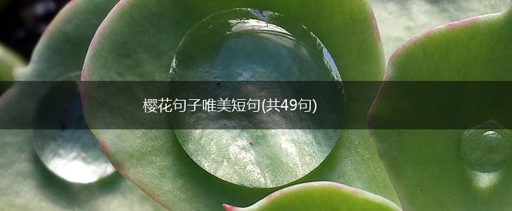 樱花句子唯美短句(共49句),第1张