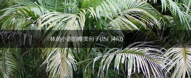 林荫小道的唯美句子(热门4句),第1张