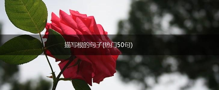 描写根的句子(热门50句),第1张