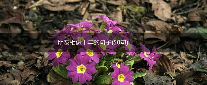 朋友相识十年的句子(50句),第1张