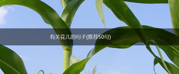 有关花儿的句子(推荐50句),第1张