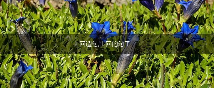 上回造句,上回的句子,第1张