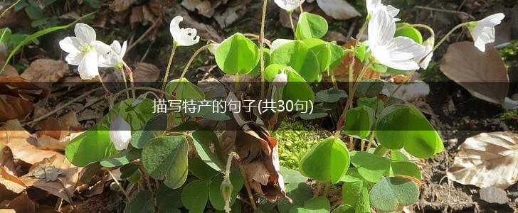 描写特产的句子(共30句),第1张