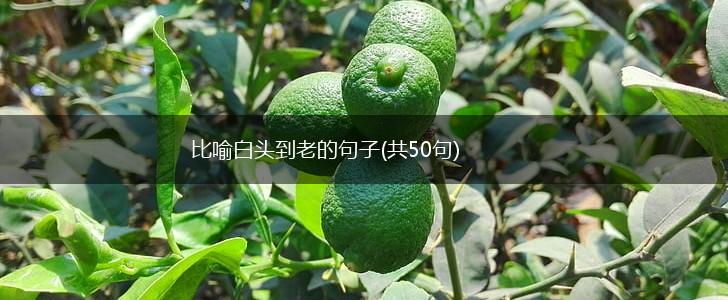 比喻白头到老的句子(共50句),第1张