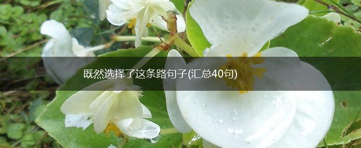 既然选择了这条路句子(汇总40句),第1张