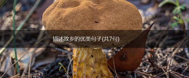 描述故乡的优美句子(共7句),第1张