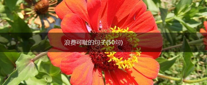 浪费可耻的句子(50句),第1张